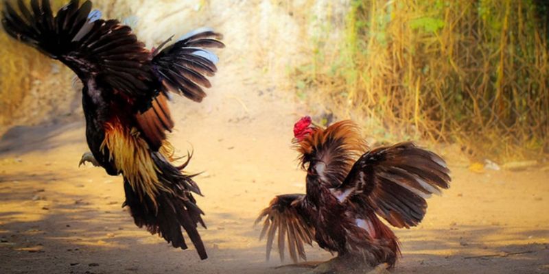 Chinh-su-quyet-liet-nay-da-thu-hut-khong-it-nguoi